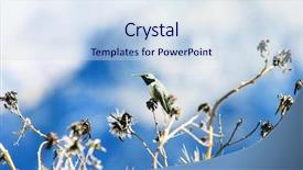  Presentation with frames blue green - Audience pleasing slide set consisting of humming bird - green and blue hummingbird backdrop and a  colored foreground