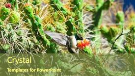  Presentation with frames blue green - Presentation theme with humming bird - green and blue hummingbird background and a  colored foreground