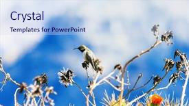  Presentation with subtle blue green - Presentation enhanced with humming bird - green and blue hummingbird background and a  colored foreground