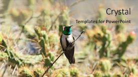  Presentation with frames blue green - Amazing presentation design having humming bird - green and blue hummingbird backdrop and a  colored foreground