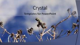  Presentation with blue green - Colorful presentation design enhanced with humming bird - green and blue hummingbird backdrop and a  colored foreground