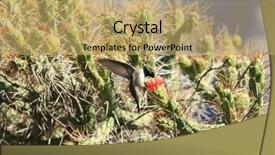  Presentation with blue green - Colorful presentation theme enhanced with humming bird - green and blue hummingbird backdrop and a  colored foreground