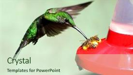  Presentation with costa rica - Amazing presentation design having humming bird - hummingbird and bees visiting backdrop and a soft green colored foreground