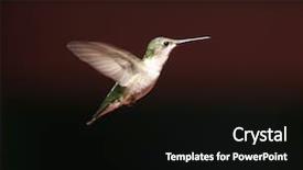  Presentation with flight - Cool new PPT theme with humming bird - hummingbird in flight backdrop and a black colored foreground
