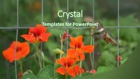  Presentation with garden - Amazing presentation design having humming bird - hummingbird in front backdrop and a tawny brown colored foreground