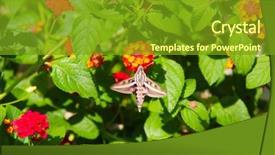  Presentation with moth - Presentation theme consisting of little boy and girl walking on tropical beach background and a light gray colored foreground.