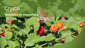  Presentation with moth - Presentation theme featuring humming bird - hummingbird moth background and a tawny brown colored foreground