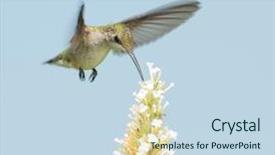  Presentation with flight - Amazing slides having humming bird - hummingbird reaching for nectar backdrop and a  colored foreground