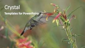  Presentation with bird - Audience pleasing slides consisting of humming bird feeding from flower backdrop and a violet colored foreground