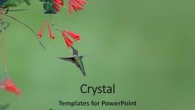  Presentation with honey whiskey - PPT theme with humming bird feeding on honey background and a seafoam green colored foreground