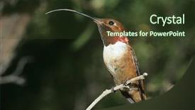  Presentation with bird flu - Presentation featuring humming bird perched on branch background and a  colored foreground