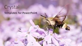  Presentation with purple spring - Colorful PPT theme enhanced with hummingbird-clearwing-moth-feeding backdrop and a lavender colored foreground