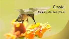  Presentation with summer - Beautiful slide set featuring hummingbird feeding on an orange backdrop and a yellow colored foreground