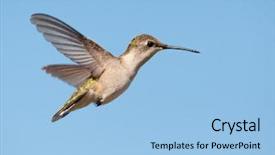  Presentation with hovering - Colorful PPT layouts enhanced with hummingbird female hovering against blue backdrop and a light blue colored foreground