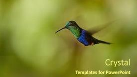  Presentation with air - Audience pleasing slides consisting of hummingbird-flying-mid-air-blurred backdrop and a tawny brown colored foreground