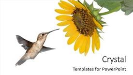  Presentation with ready - Cool new PPT layouts with hummingbird getting ready to feed backdrop and a white colored foreground