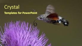  Presentation with hovering - Presentation design featuring hummingbird-hawk-moth-hovering-over background and a tawny brown colored foreground