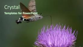  Presentation with hovering - Slide deck featuring hummingbird-hawk-moth-hovering-over background and a tawny brown colored foreground