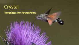  Presentation with hawk - Presentation consisting of hummingbird-hawk-moth-hovering-over background and a tawny brown colored foreground