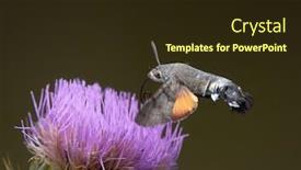  Presentation with hovering - Cool new theme with hummingbird-hawk-moth-hovering-over backdrop and a wine colored foreground