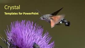  Presentation with hawk - Presentation featuring hummingbird-hawk-moth-hovering-over background and a tawny brown colored foreground