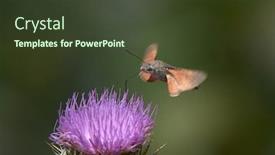  Presentation with hovering - Colorful slide deck enhanced with hummingbird-hawk-moth-hovering-over backdrop and a tawny brown colored foreground