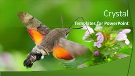  Presentation with moth - Audience pleasing slide deck consisting of hummingbird-hawk-moth-hovering-over backdrop and a tawny brown colored foreground