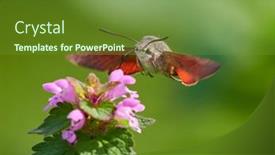  Presentation with hovering - Cool new PPT layouts with hummingbird-hawk-moth-hovering-over backdrop and a tawny brown colored foreground
