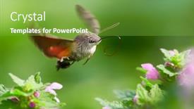  Presentation with moth - Slide deck with hummingbird-hawk-moth-hovering-over background and a seafoam green colored foreground