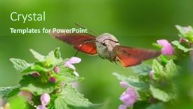  Presentation with hovering - Colorful PPT theme enhanced with hummingbird-hawk-moth-hovering-over backdrop and a tawny brown colored foreground