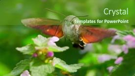  Presentation with hovering - PPT layouts having hummingbird-hawk-moth-hovering-over background and a tawny brown colored foreground