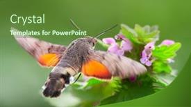  Presentation with moth - Audience pleasing slide deck consisting of hummingbird-hawk-moth-hovering-over backdrop and a tawny brown colored foreground