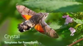  Presentation with moth - Presentation theme having hummingbird-hawk-moth-hovering-over background and a tawny brown colored foreground