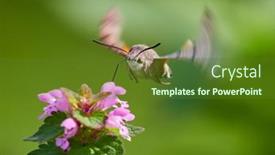  Presentation with hawk - PPT theme consisting of hummingbird-hawk-moth-hovering-over background and a tawny brown colored foreground