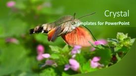  Presentation with hovering - Cool new PPT layouts with hummingbird-hawk-moth-hovering-over backdrop and a tawny brown colored foreground