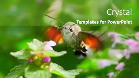  Presentation with hovering - Presentation design consisting of hummingbird-hawk-moth-hovering-over background and a tawny brown colored foreground