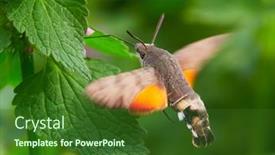  Presentation with hawk - Colorful slide deck enhanced with hummingbird-hawk-moth-hovering-over backdrop and a forest green colored foreground