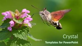  Presentation with hawk - Presentation featuring hummingbird-hawk-moth-hovering-over background and a tawny brown colored foreground