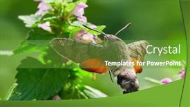  Presentation with hawk - Presentation design with hummingbird-hawk-moth-hovering-over background and a tawny brown colored foreground