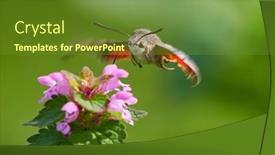  Presentation with hawk - Theme featuring hummingbird-hawk-moth-hovering-over background and a tawny brown colored foreground