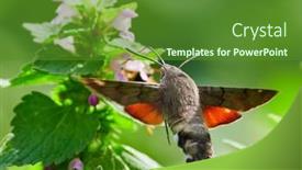  Presentation with moth - PPT layouts with hummingbird-hawk-moth-hovering-over background and a tawny brown colored foreground