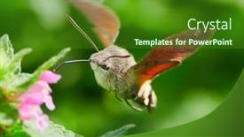  Presentation with moth - Audience pleasing PPT layouts consisting of hummingbird-hawk-moth-hovering-over backdrop and a forest green colored foreground