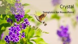  Presentation with hawk - Presentation theme having hummingbird hawk-moth hovering background and a soft green colored foreground