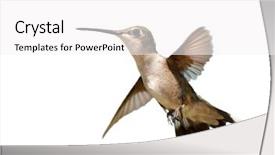  Presentation with flight - Cool new slides with hummingbird in flight on white backdrop and a white colored foreground