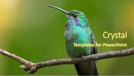  Presentation with costa rica - Amazing PPT theme having hummingbird sits on the tree backdrop and a tawny brown colored foreground