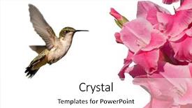  Presentation with pink flowers - Beautiful theme featuring hummingbird with pink gladiolus flowers backdrop and a white colored foreground