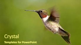  Presentation with hovering - PPT layouts featuring hummingbirds - hummingbird male hovering against green background and a tawny brown colored foreground