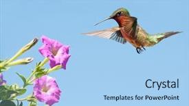 Presentation with pink sky - Presentation with hummingbirds - male hummingbird getting ready background and a light blue colored foreground
