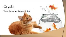  Presentation with goldfish - Theme featuring humorous calico cat watching goldfish background and a  colored foreground
