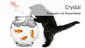  Presentation with gold - Presentation theme consisting of humorous kitten trying to catch background and a white colored foreground